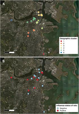 Evidence of Influenza A in Wild Norway Rats (Rattus norvegicus) in Boston, Massachusetts